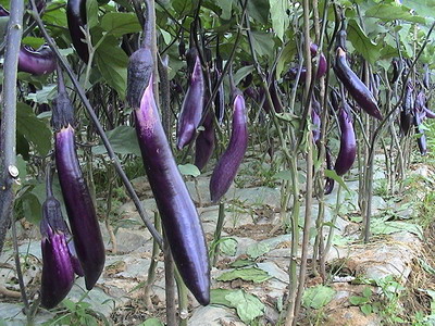 �����������������ӵķNֲ����