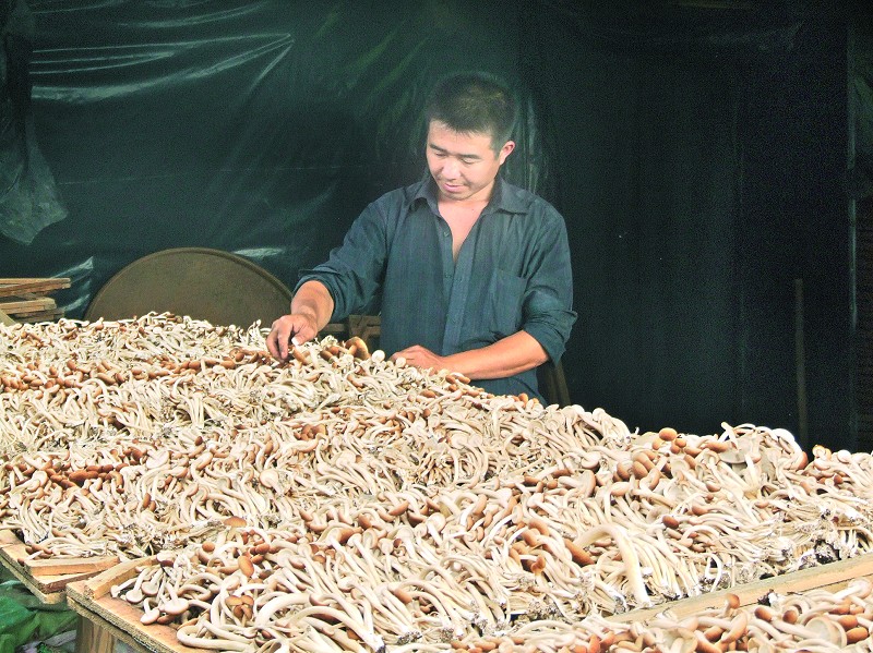 農(nóng)資網(wǎng)教您如何挑選茶樹(shù)菇 農(nóng)資網(wǎng)教您如何挑選茶樹(shù)菇