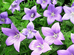 ����N�I(y��)