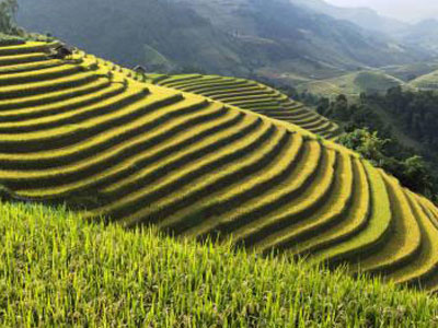 nongye2.jpg nongye2.jpg