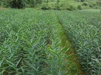 農(nóng)資發(fā)展和網(wǎng)絡(luò)招商密不可å?1).jpg 農(nóng)資發(fā)展和網(wǎng)絡(luò)招商密不可å?1).jpg