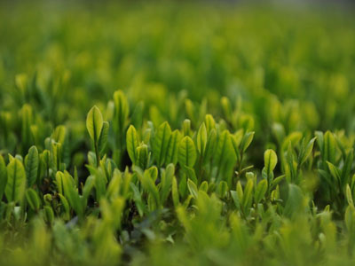 農(nóng)資小品牌如何招到優(yōu)質(zhì)代理商.jpg 農(nóng)資小品牌如何招到優(yōu)質(zhì)代理商.jpg