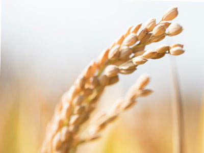 農(nóng)田1.jpg 農(nóng)田1.jpg