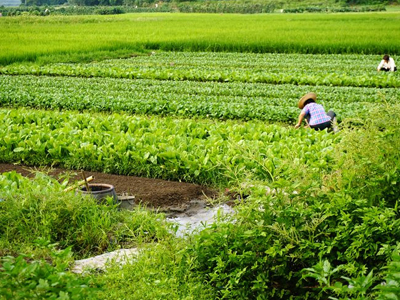 農(nóng)藥代理商可以依靠這些轉(zhuǎn)å?.jpg 農(nóng)藥代理商可以依靠這些轉(zhuǎn)å?.jpg