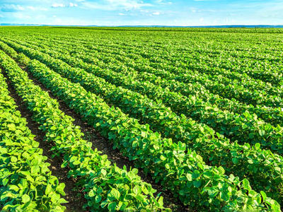 如何成為一名成功的農(nóng)資代理å?.jpg 如何成為一名成功的農(nóng)資代理å?.jpg