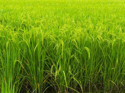 肥料招商廠家如何維護(hù)市場(chǎng)占有ç?.jpg 肥料招商廠家如何維護(hù)市場(chǎng)占有ç?.jpg