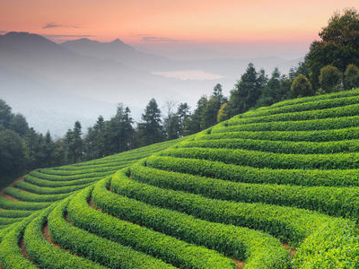 種子招商廠家如何發(fā)展下去1.jpg 種子招商廠家如何發(fā)展下去1.jpg