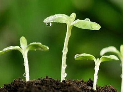 種子廠家的網(wǎng)絡(luò)營(yíng)銷1.jpg 種子廠家的網(wǎng)絡(luò)營(yíng)銷1.jpg