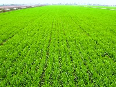 肥料代理商怎樣發(fā)展的更�?.jpg 肥料代理商怎樣發(fā)展的更�?.jpg