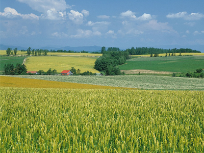 化肥代理商的作用1.jpg 化肥代理商的作用1.jpg