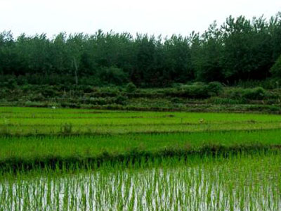 農(nóng)資的電商模式的優(yōu)點(diǎn)1.jpg 農(nóng)資的電商模式的優(yōu)點(diǎn)1.jpg