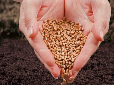 種子營銷怎么�?.jpg 種子營銷怎么�?.jpg