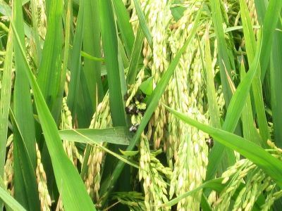 農(nóng)資代理商怎樣才能在農(nóng)資市場(chǎng)立�?1.jpeg 農(nóng)資代理商怎樣才能在農(nóng)資市場(chǎng)立�?1.jpeg