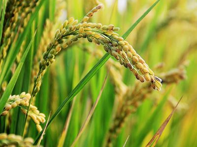 農(nóng)資代理商如何利用互聯(lián)網(wǎng)營(yíng)銷-1.jpeg 農(nóng)資代理商如何利用互聯(lián)網(wǎng)營(yíng)銷-1.jpeg