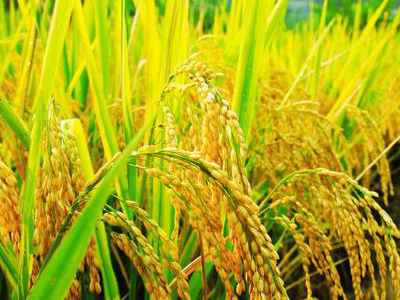 代理商應(yīng)該如何為農(nóng)戶創(chuàng)造價(jià)值? 1.jpg 代理商應(yīng)該如何為農(nóng)戶創(chuàng)造價(jià)值? 1.jpg