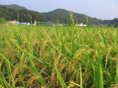 農(nóng)資企業(yè)如何管理好農(nóng)資市å?.jpeg 農(nóng)資企業(yè)如何管理好農(nóng)資市å?.jpeg