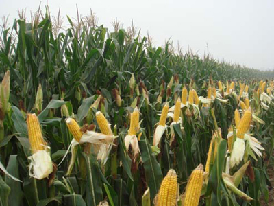 什么是網(wǎng)絡(luò)營銷9.jpg 什么是網(wǎng)絡(luò)營銷9.jpg