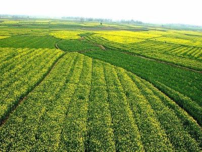 農(nóng)資代理商該把心放在哪里2.jpeg 農(nóng)資代理商該把心放在哪里2.jpeg