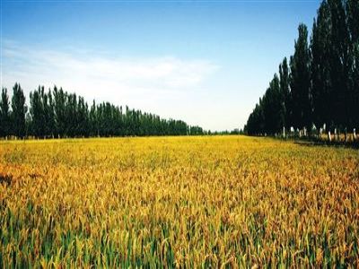 農(nóng)資企業(yè)如何占據(jù)并維護(hù)好市場(chǎng)1.jpeg 農(nóng)資企業(yè)如何占據(jù)并維護(hù)好市場(chǎng)1.jpeg