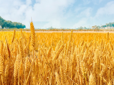 農(nóng)資代理商該怎么確保自己的生存空�?.jpg 農(nóng)資代理商該怎么確保自己的生存空�?.jpg