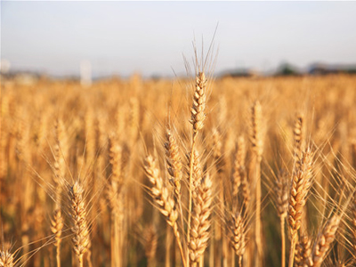 農(nóng)資代理商如何挫敗對æ?.jpg 農(nóng)資代理商如何挫敗對æ?.jpg