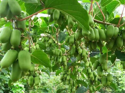 開農(nóng)資店怎么進貨做加盟商�?.jpg 開農(nóng)資店怎么進貨做加盟商�?.jpg