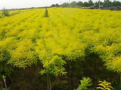 農資招商的現(xiàn)代化趨勢3.jpg 農資招商的現(xiàn)代化趨勢3.jpg